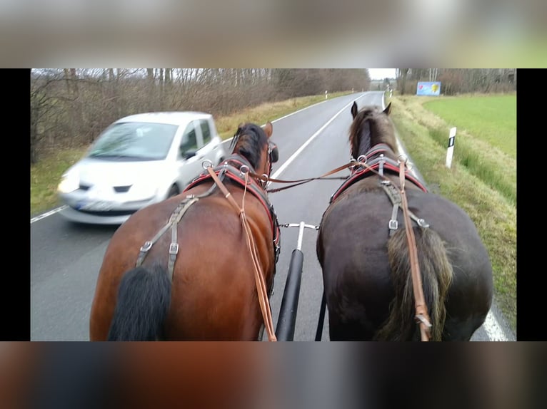 Schweres Warmblut Wałach 3 lat 165 cm Gniada in Kamenz