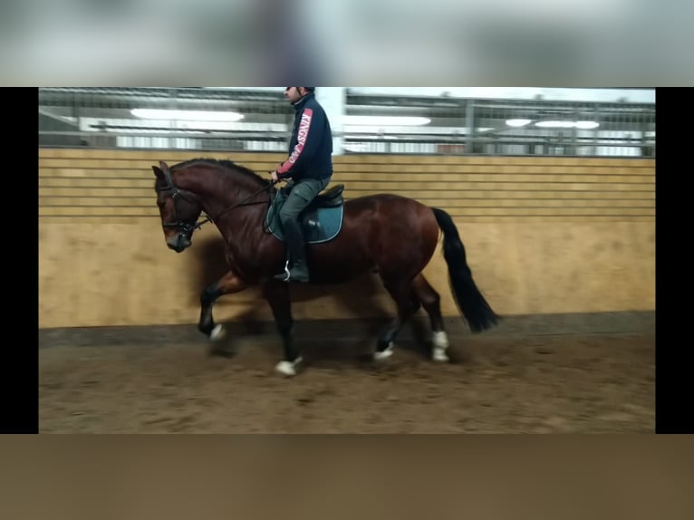 Schweres Warmblut Mix Wałach 3 lat 165 cm Gniada in Kamenz