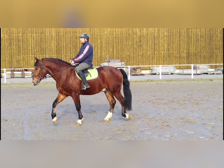 Schweres Warmblut Mix Wałach 3 lat 165 cm Gniada in Kamenz