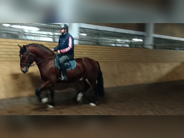 Schweres Warmblut Wałach 3 lat 165 cm Gniada in Kamenz