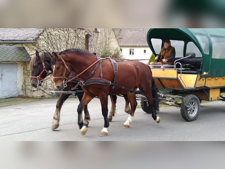 Schweres Warmblut Wałach 3 lat 165 cm Gniada in Kamenz