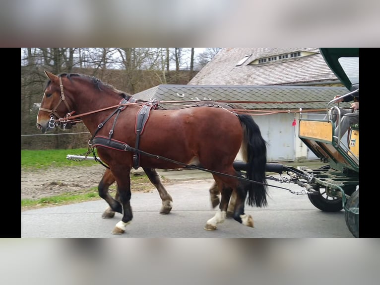 Schweres Warmblut Wałach 3 lat 165 cm Gniada in Kamenz