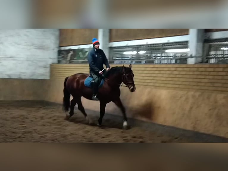 Schweres Warmblut Mix Wałach 3 lat 165 cm Gniada in Kamenz