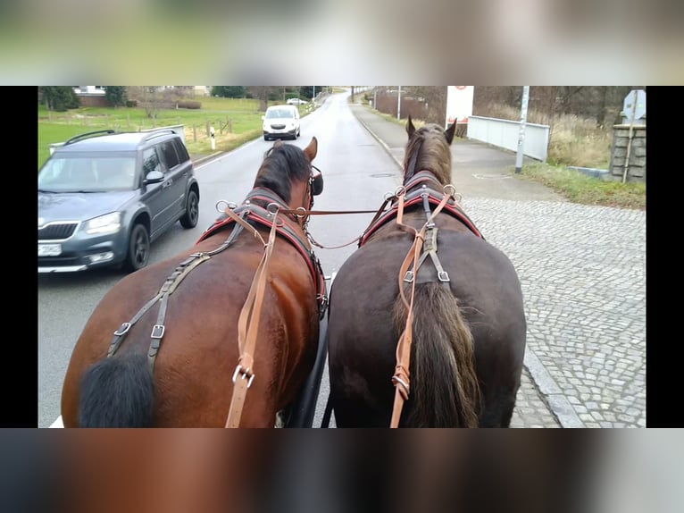 Schweres Warmblut Mix Wałach 3 lat 165 cm Gniada in Kamenz