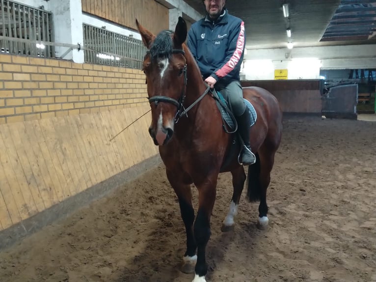 Schweres Warmblut Wałach 3 lat 165 cm Gniada in Kamenz