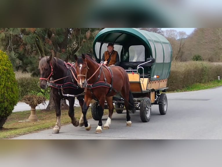 Schweres Warmblut Wałach 3 lat 165 cm Gniada in Kamenz