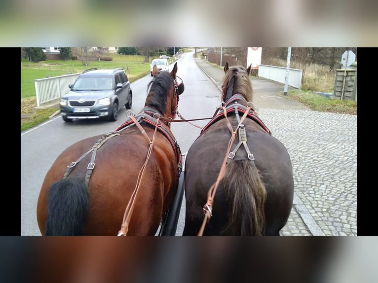 Schweres Warmblut Wałach 3 lat 165 cm Gniada in Kamenz