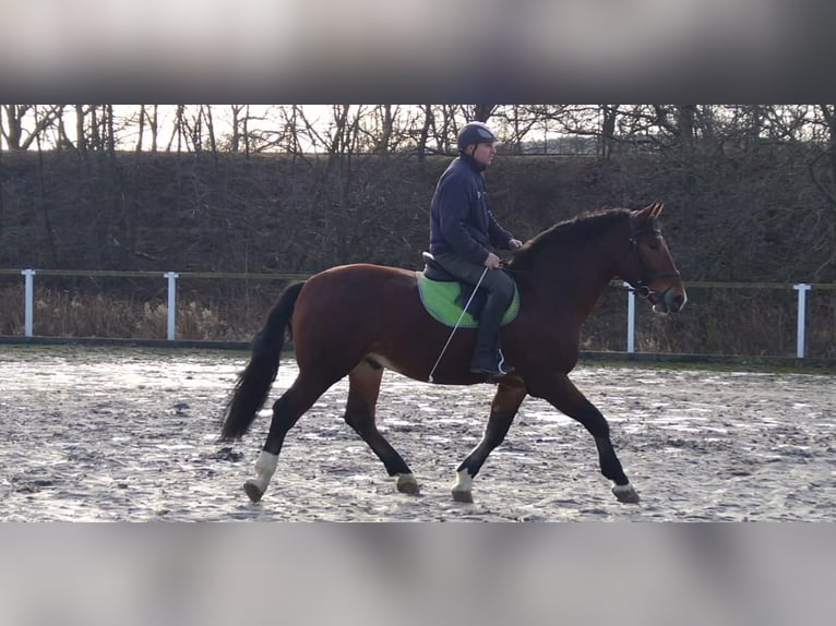 Schweres Warmblut Mix Wałach 3 lat 165 cm Gniada in Kamenz