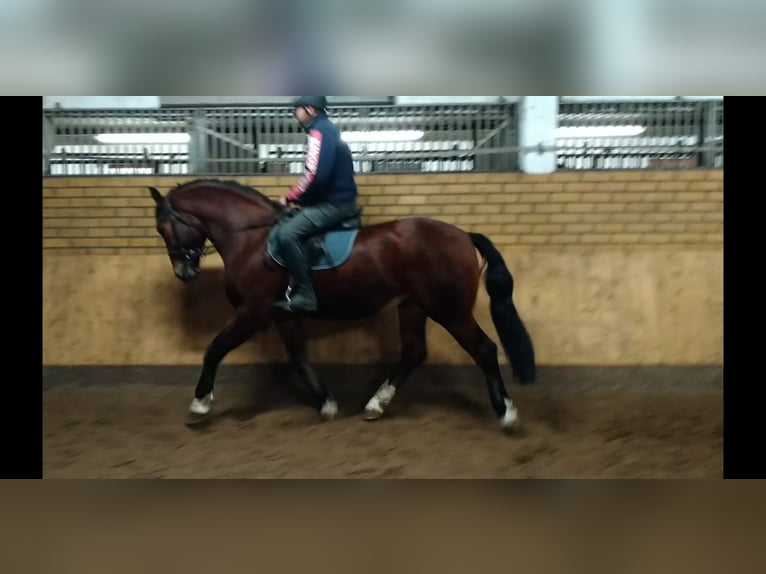 Schweres Warmblut Wałach 3 lat 165 cm Gniada in Kamenz