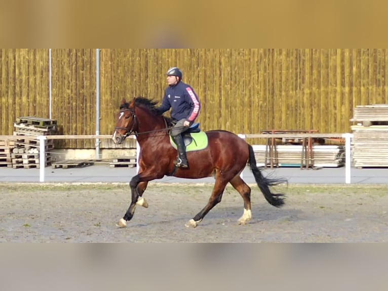 Schweres Warmblut Mix Wałach 3 lat 165 cm Gniada in Kamenz