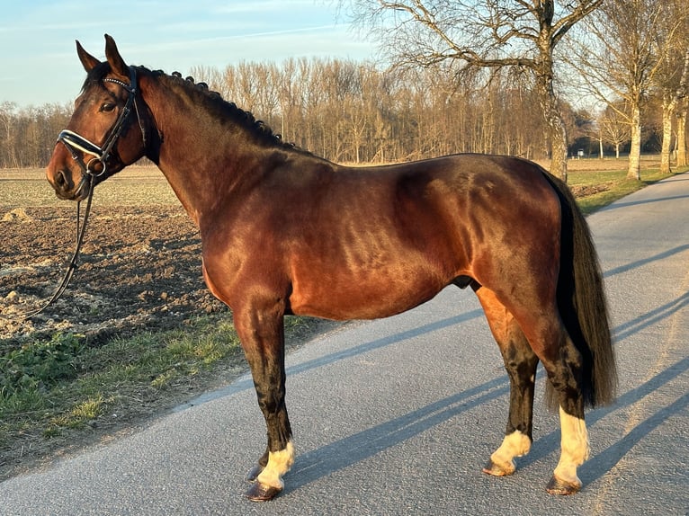 Schweres Warmblut Wałach 3 lat 165 cm Gniada in Riedlingen