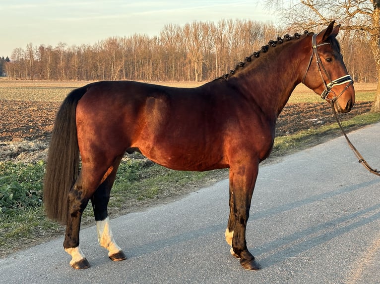 Schweres Warmblut Wałach 3 lat 165 cm Gniada in Riedlingen