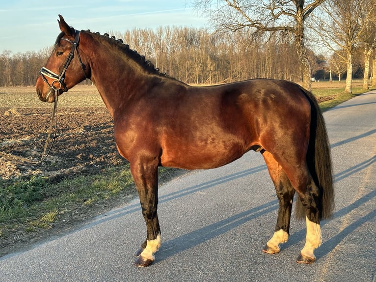 Schweres Warmblut Wałach 3 lat 165 cm Gniada in Riedlingen