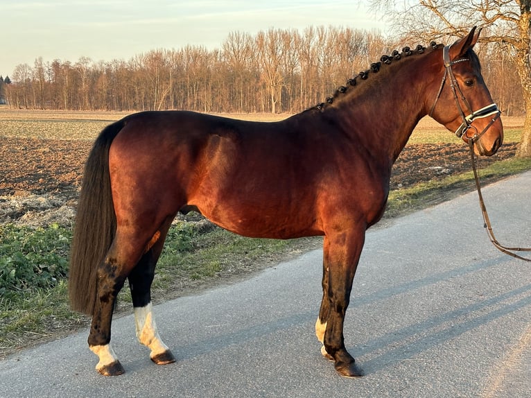 Schweres Warmblut Wałach 3 lat 165 cm Gniada in Riedlingen