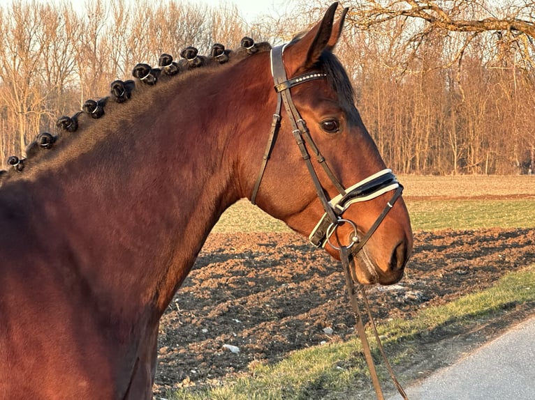 Schweres Warmblut Wałach 3 lat 165 cm Gniada in Riedlingen