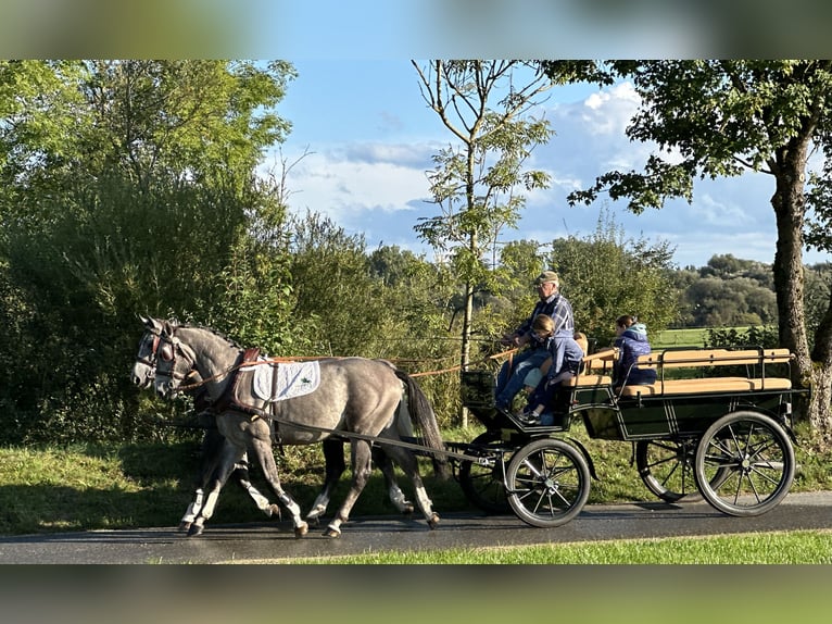 Schweres Warmblut Wałach 3 lat 165 cm Siwa in Riedlingen