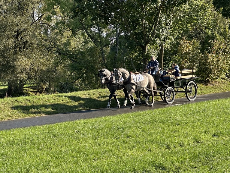 Schweres Warmblut Wałach 3 lat 165 cm Siwa in Riedlingen