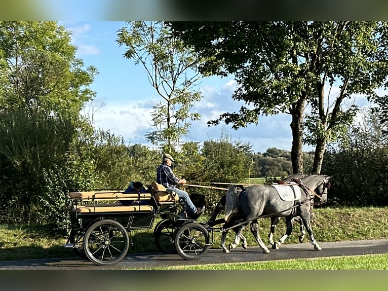 Schweres Warmblut Wałach 3 lat 165 cm Siwa in Riedlingen