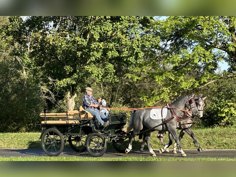 Schweres Warmblut Wałach 3 lat 165 cm Siwa in Riedlingen