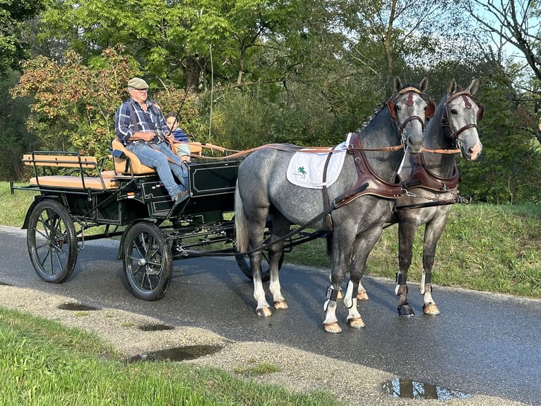 Schweres Warmblut Wałach 3 lat 165 cm Siwa in Riedlingen