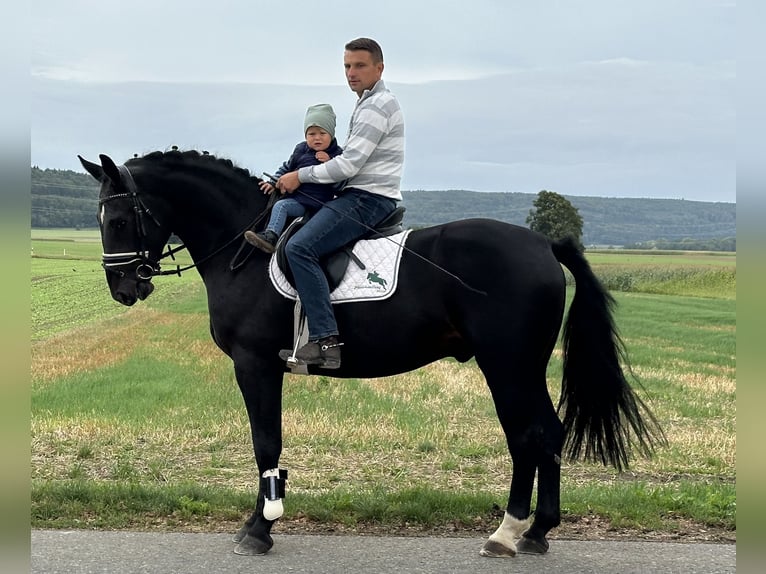 Schweres Warmblut Wałach 3 lat 166 cm Ciemnogniada in Riedlingen