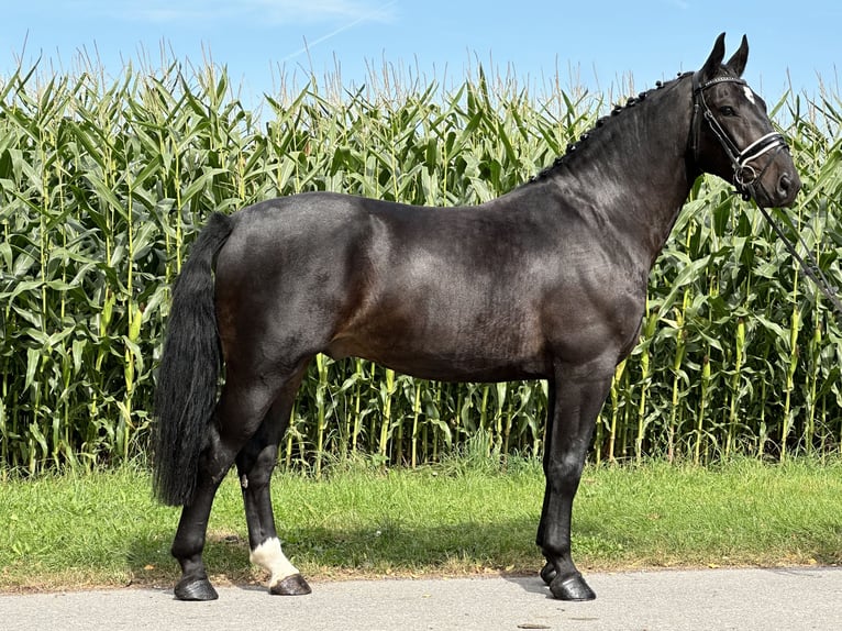 Schweres Warmblut Wałach 3 lat 166 cm Ciemnogniada in Riedlingen