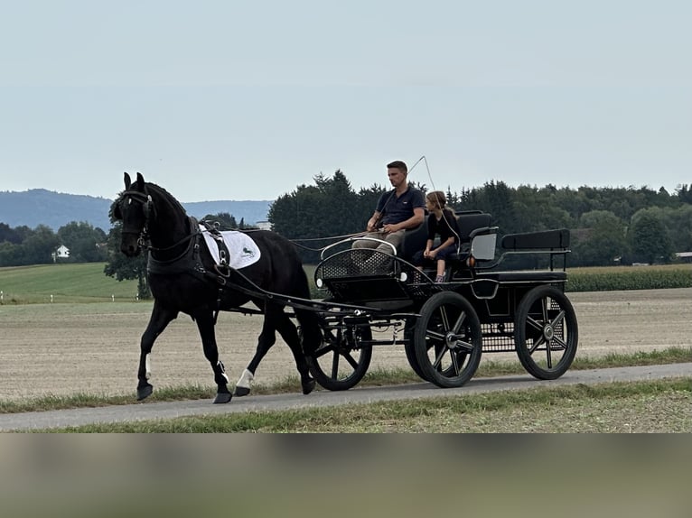 Schweres Warmblut Wałach 3 lat 166 cm Ciemnogniada in Riedlingen