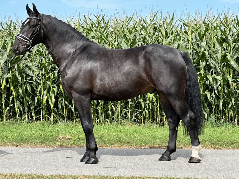 Schweres Warmblut Wałach 3 lat 166 cm Ciemnogniada in Riedlingen