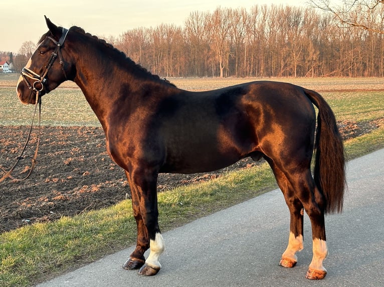 Schweres Warmblut Wałach 3 lat 167 cm Kara in Riedlingen