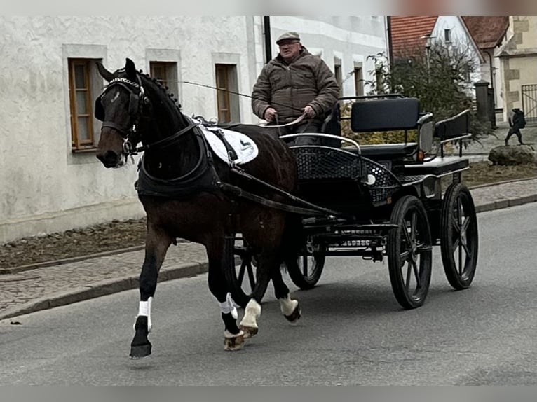 Schweres Warmblut Wałach 3 lat 168 cm Gniada in Riedlingen