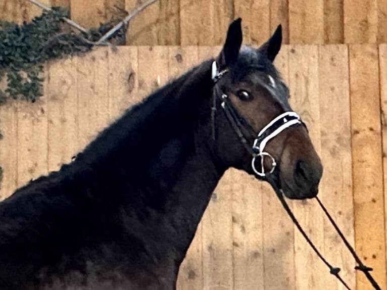 Schweres Warmblut Wałach 3 lat 168 cm Gniada in Riedlingen