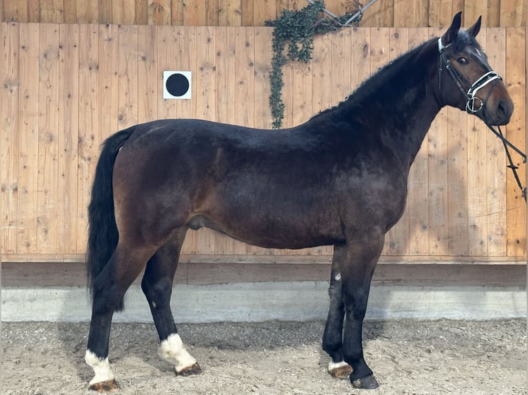 Schweres Warmblut Wałach 3 lat 168 cm Gniada in Riedlingen