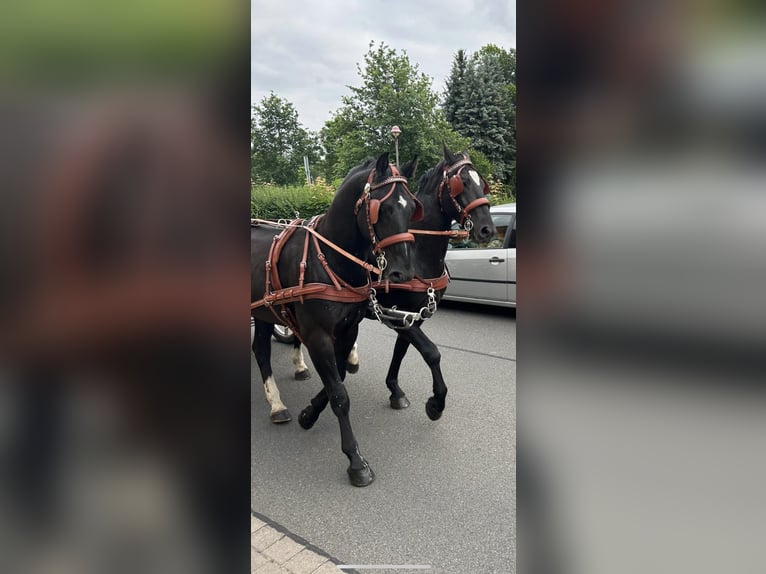 Schweres Warmblut Wałach 4 lat 158 cm Kara in Thießen