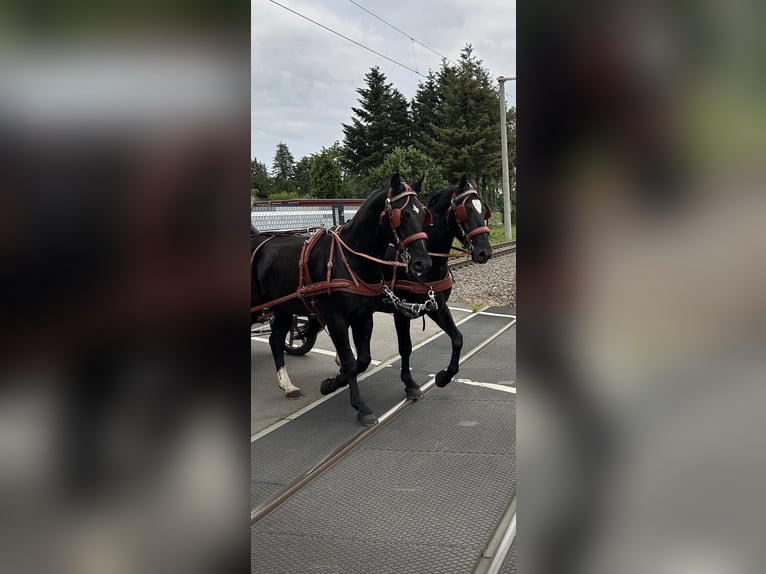 Schweres Warmblut Wałach 4 lat 158 cm Kara in Thießen