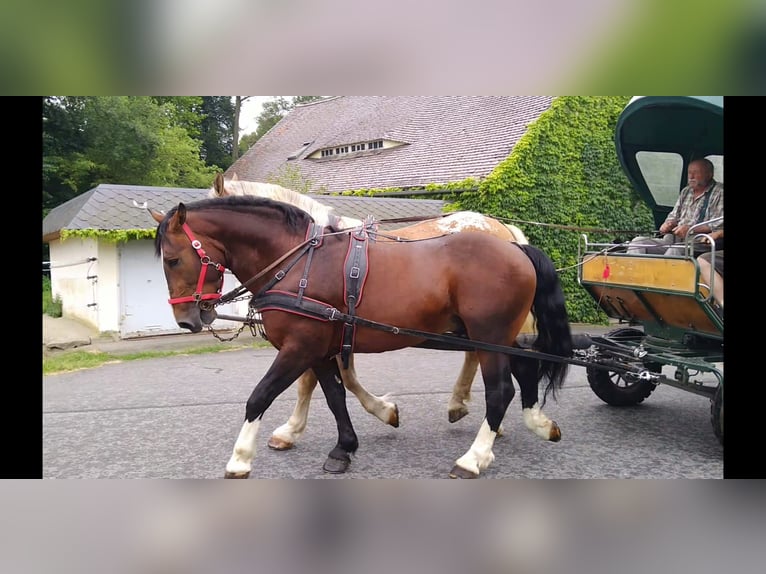 Schweres Warmblut Wałach 4 lat 162 cm Gniada in Kamenz