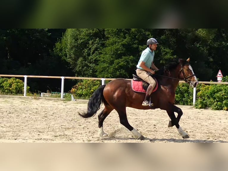 Schweres Warmblut Wałach 4 lat 162 cm Gniada in Kamenz