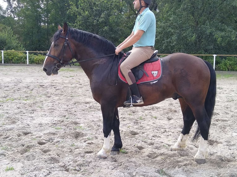 Schweres Warmblut Wałach 4 lat 162 cm Gniada in Kamenz