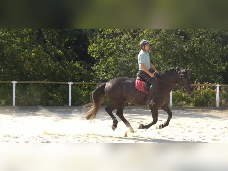 Schweres Warmblut Wałach 4 lat 164 cm Karosiwa in Kamenz