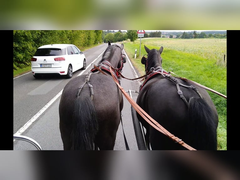 Schweres Warmblut Wałach 4 lat 164 cm Karosiwa in Kamenz