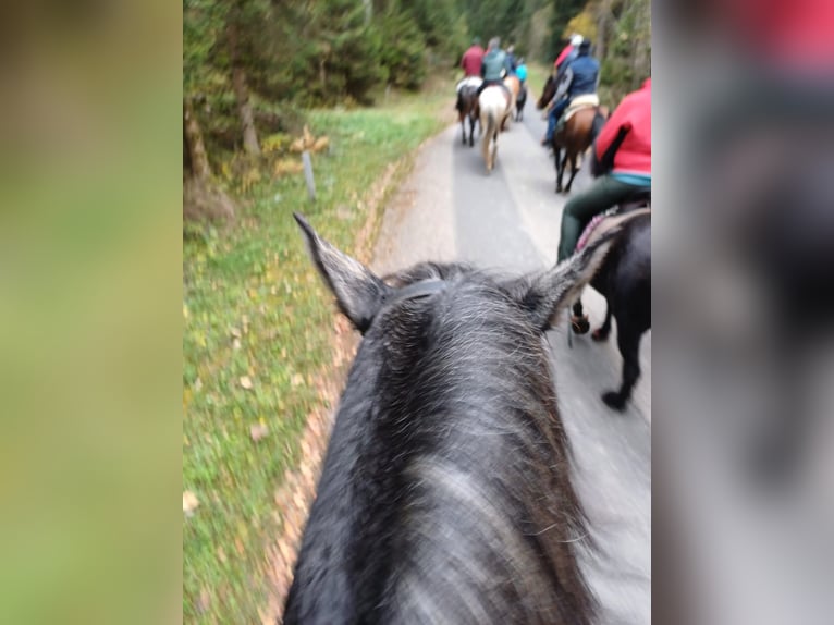 Schweres Warmblut Wałach 4 lat 165 cm in Ottenschlag