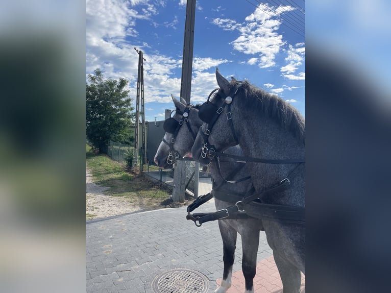 Schweres Warmblut Wałach 4 lat 165 cm in Thießen