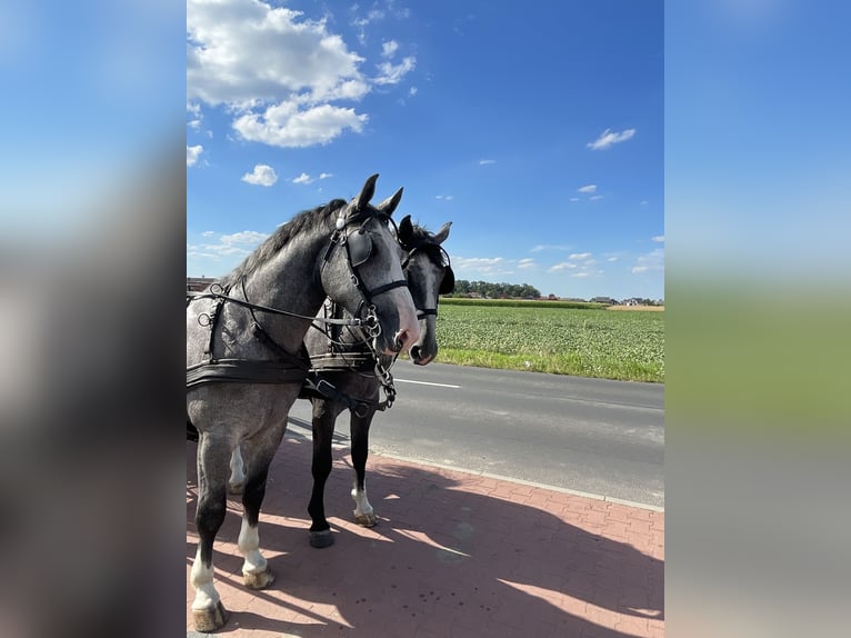 Schweres Warmblut Wałach 4 lat 165 cm in Thießen