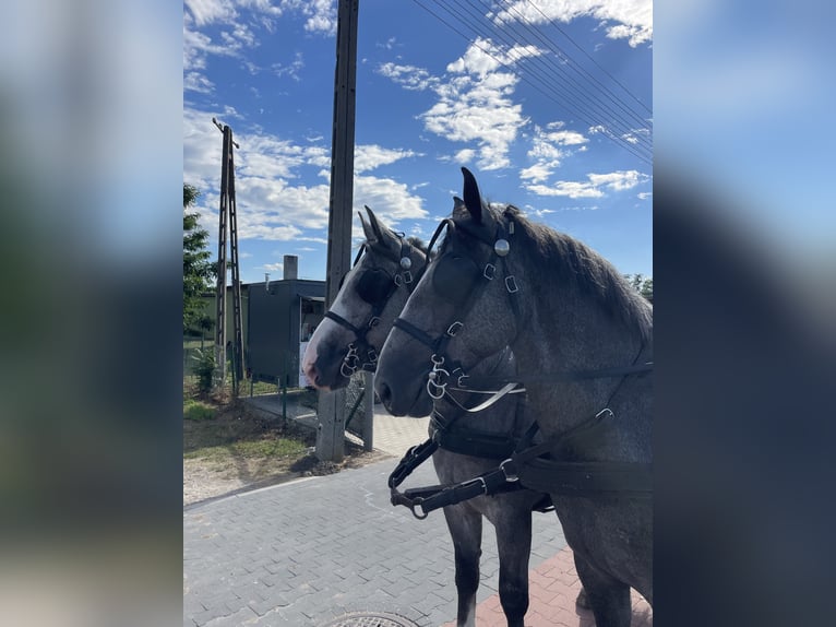 Schweres Warmblut Wałach 4 lat 165 cm in Thießen