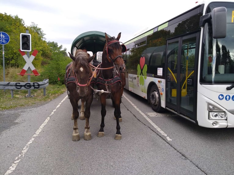 Schweres Warmblut Wałach 4 lat 168 cm Ciemnogniada in Kamenz