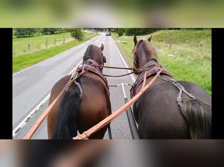 Schweres Warmblut Wałach 4 lat 168 cm Ciemnogniada in Kamenz