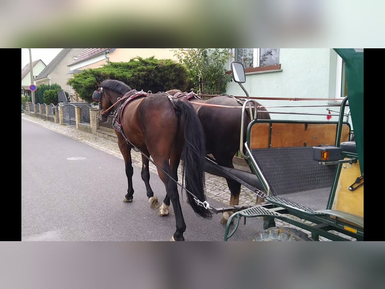 Schweres Warmblut Wałach 4 lat 168 cm Ciemnogniada in Kamenz