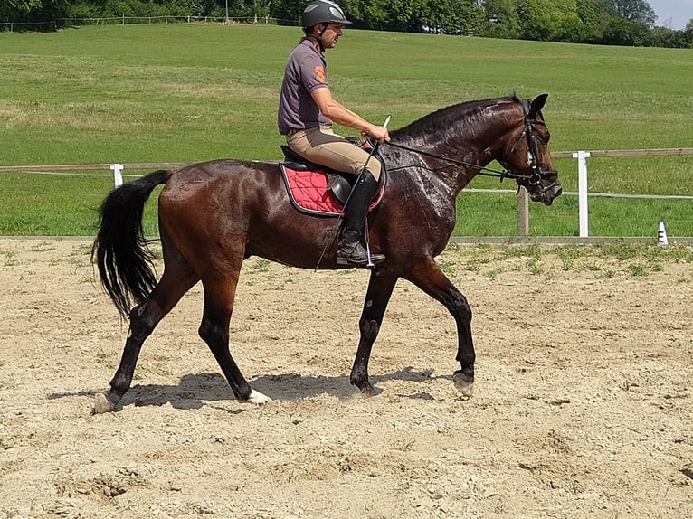 Schweres Warmblut Wałach 4 lat 168 cm Ciemnogniada in Kamenz