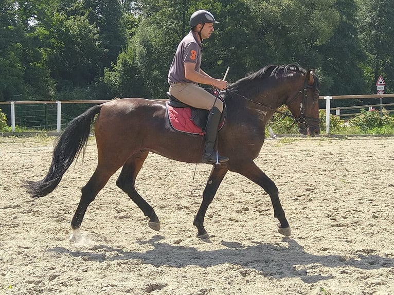 Schweres Warmblut Wałach 4 lat 168 cm Ciemnogniada in Kamenz