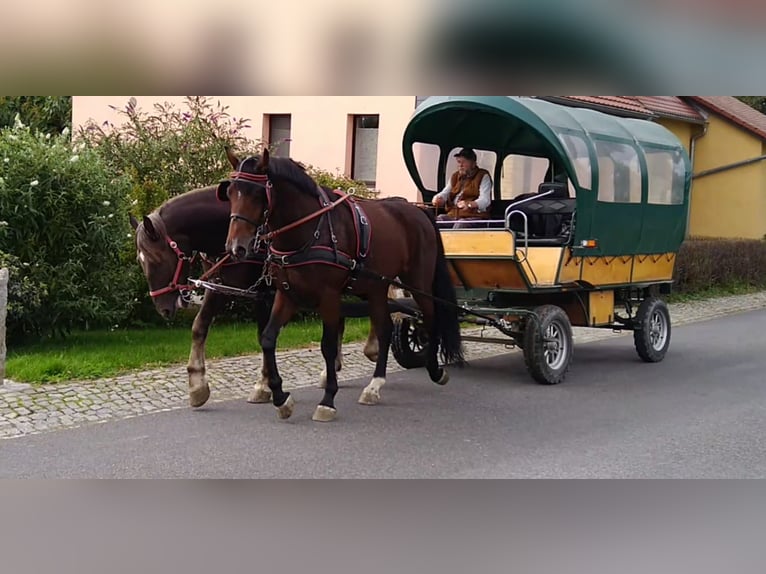 Schweres Warmblut Wałach 4 lat 168 cm Ciemnogniada in Kamenz