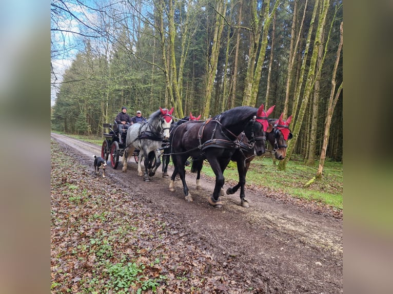 Schweres Warmblut Wałach 4 lat 169 cm Kara in Dischingen-Hofen